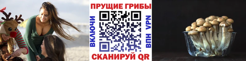 сайты даркнета как зайти купить наркотик Усть-Джегута Псилоцибиновые грибы прущие грибы